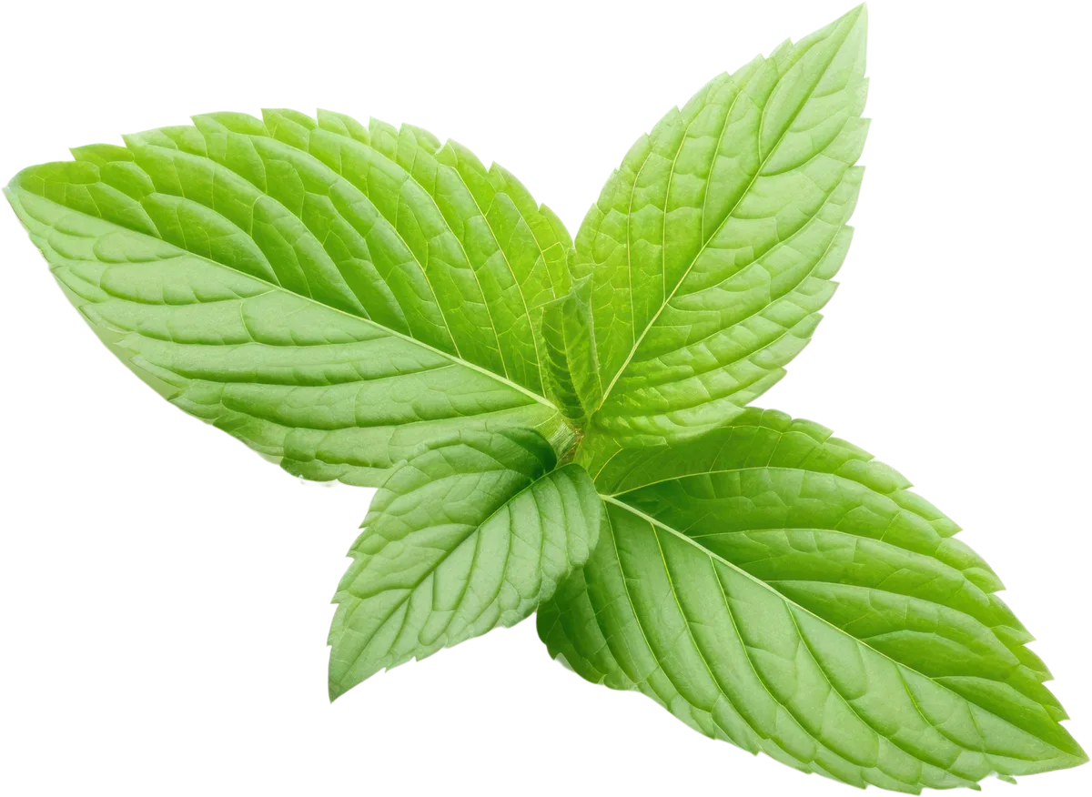 Fresh mint leaves